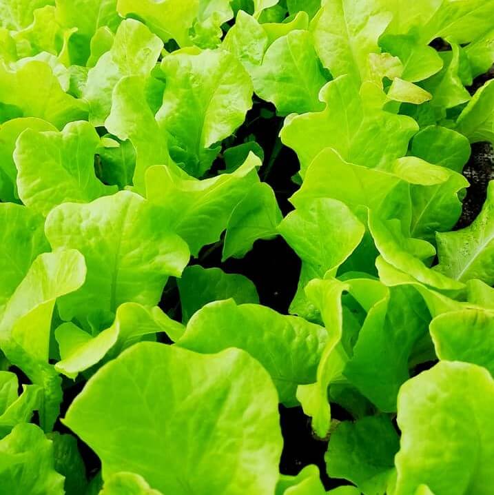 Värske lõikesalat